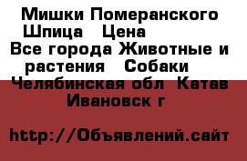 Мишки Померанского Шпица › Цена ­ 60 000 - Все города Животные и растения » Собаки   . Челябинская обл.,Катав-Ивановск г.